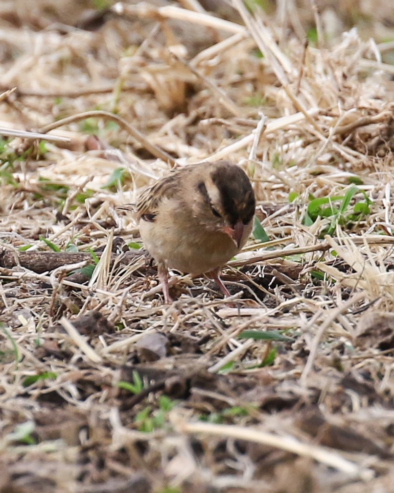 Red-billed Quelea - David Kirschke