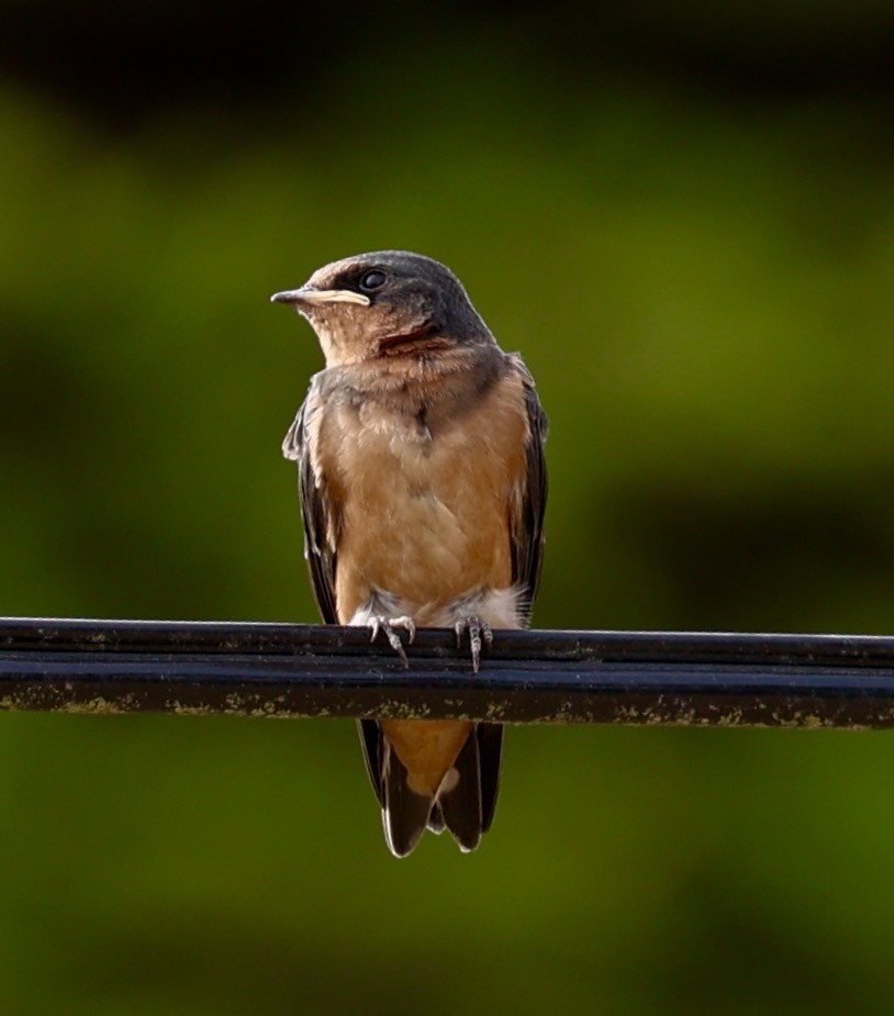 Barn Swallow - ML608434376