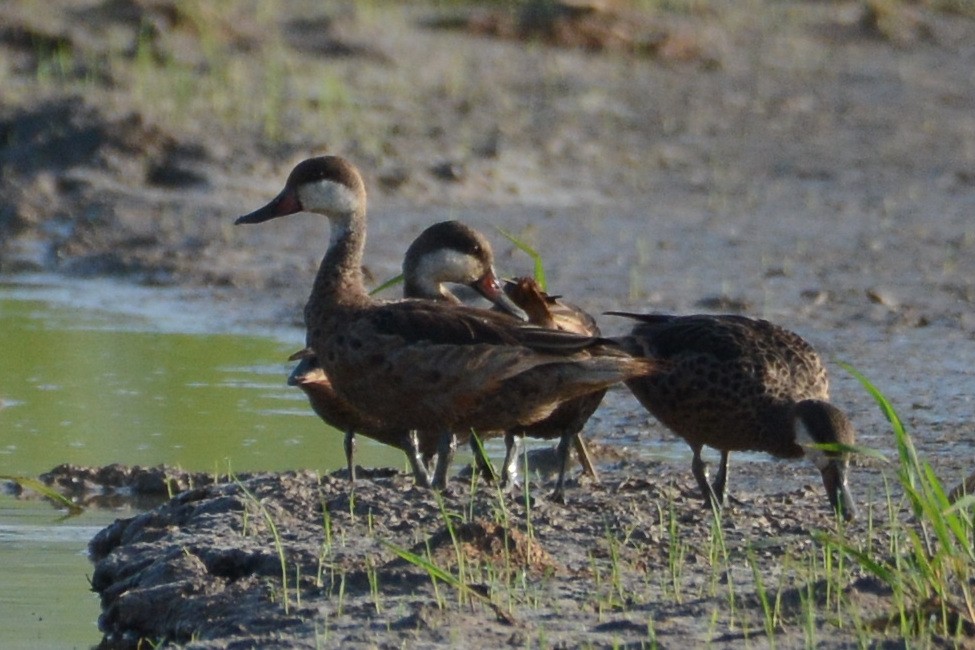 White-cheeked Pintail - Mark Hulme