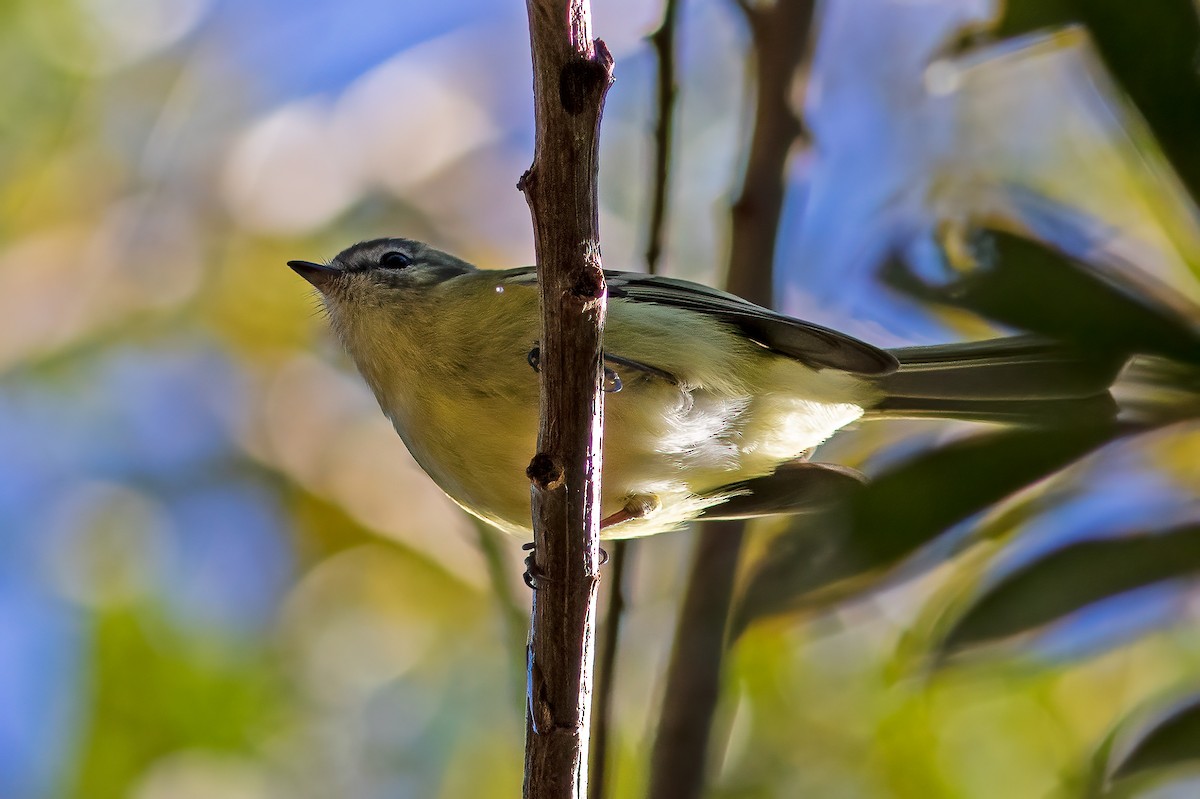 Greenish Tyrannulet - ML608434501