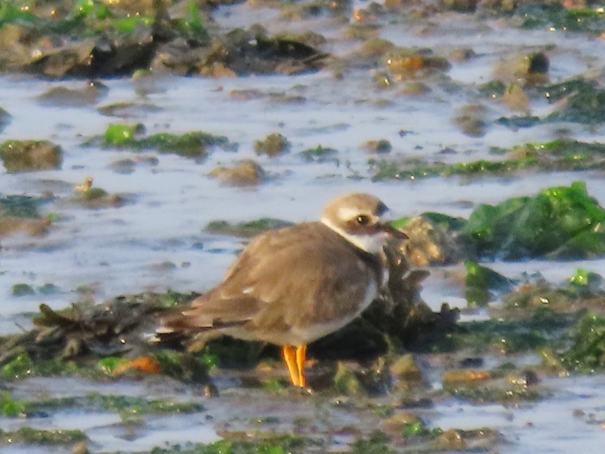 Common Ringed Plover - ML608434524