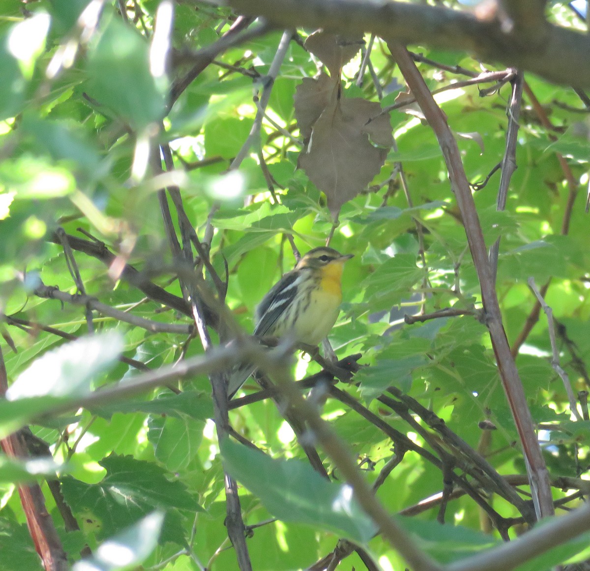 Blackburnian Warbler - ML608434584