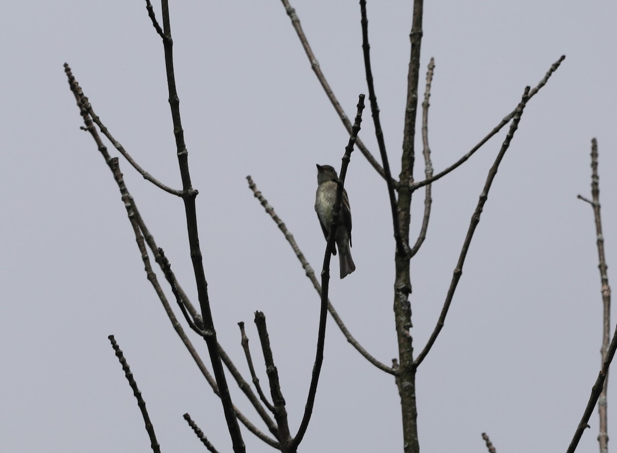 Eastern Wood-Pewee - ML608434591