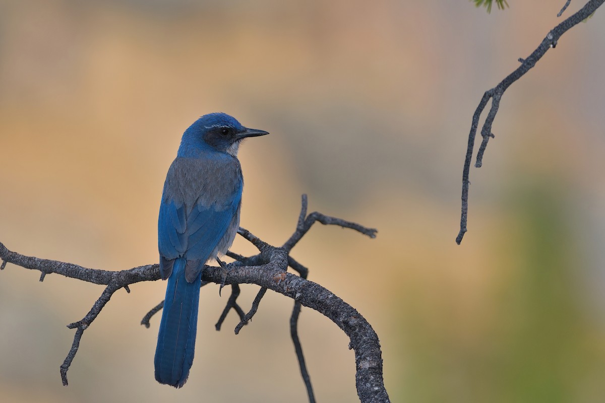 Woodhouse's Scrub-Jay - ML608434606