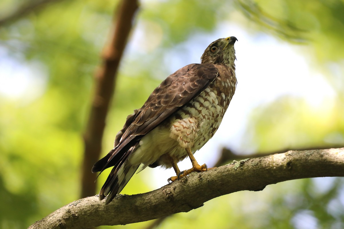 Broad-winged Hawk - "Chia" Cory Chiappone ⚡️