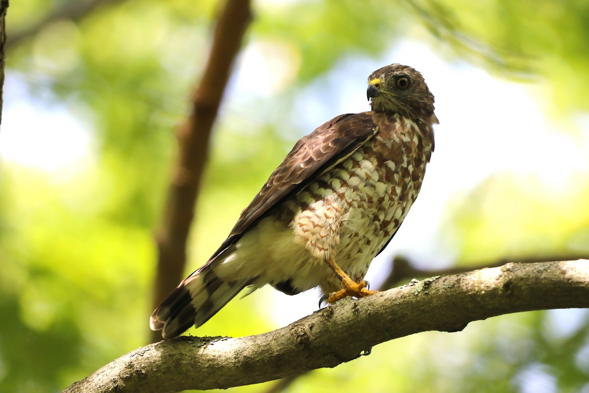 Broad-winged Hawk - "Chia" Cory Chiappone ⚡️