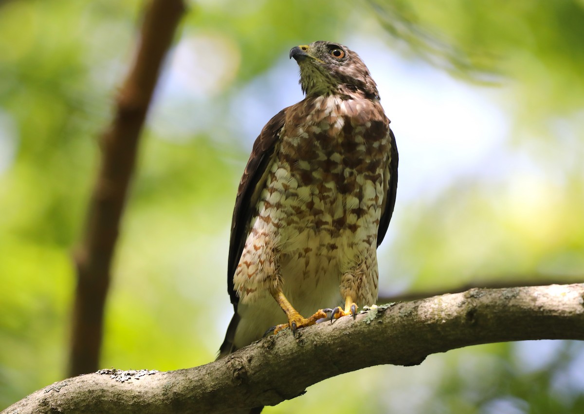 Broad-winged Hawk - "Chia" Cory Chiappone ⚡️