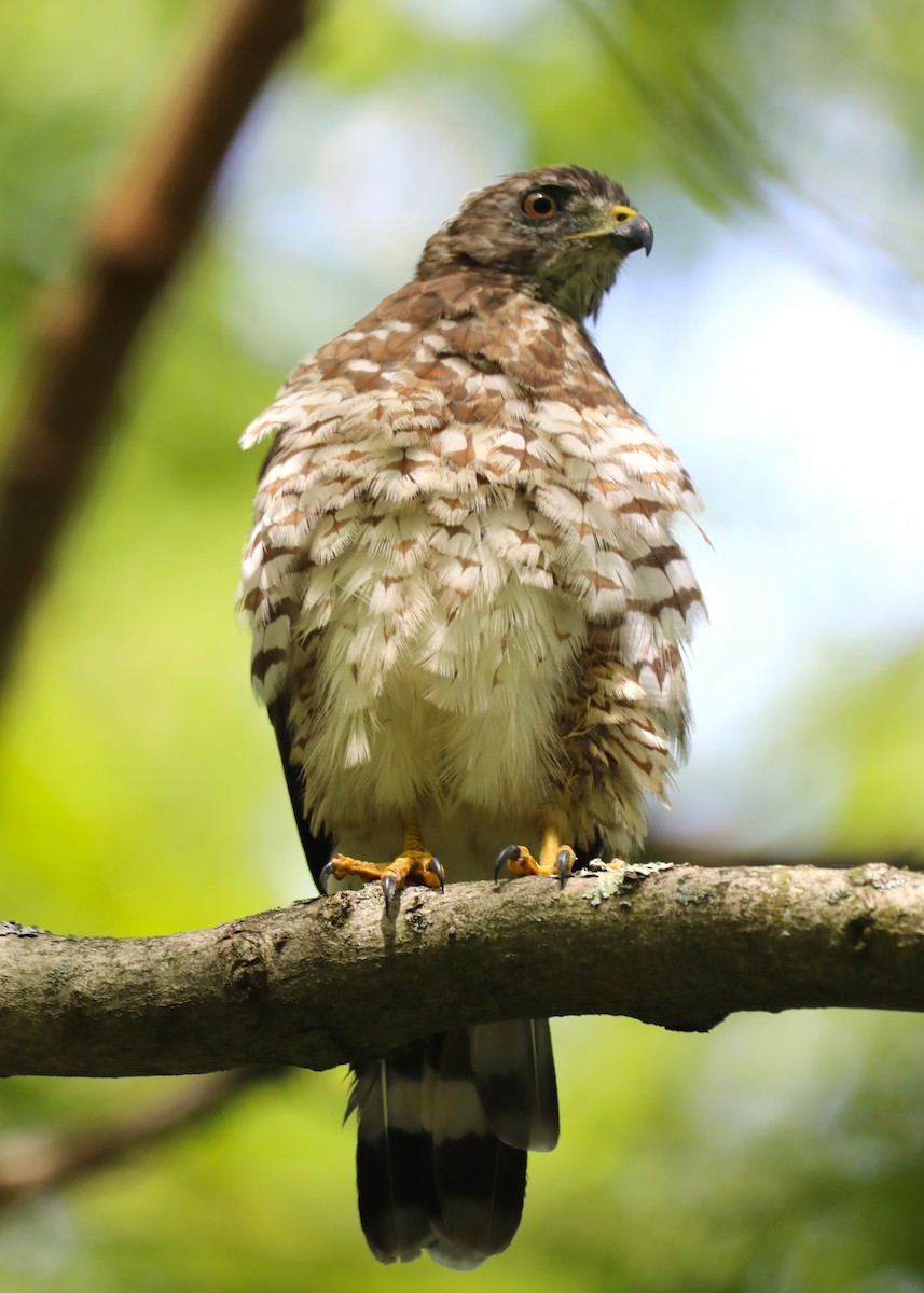 Broad-winged Hawk - "Chia" Cory Chiappone ⚡️