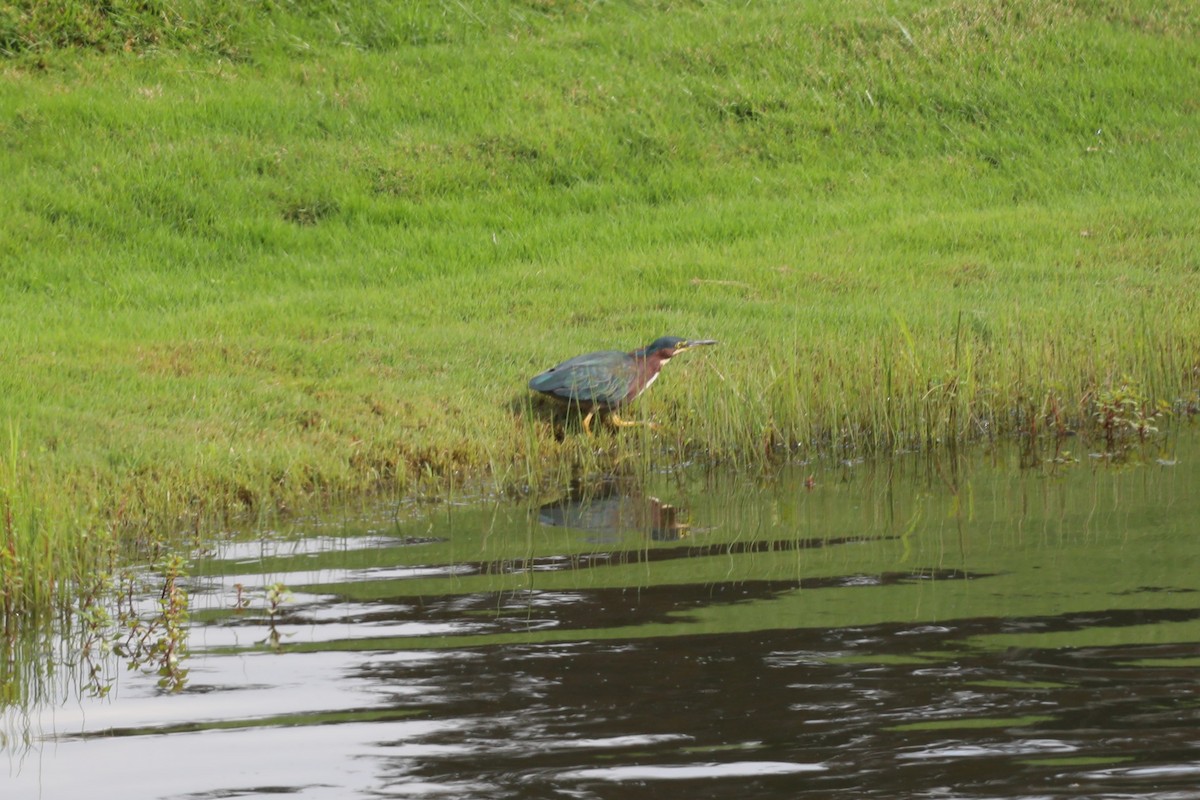 Green Heron - "Chia" Cory Chiappone ⚡️