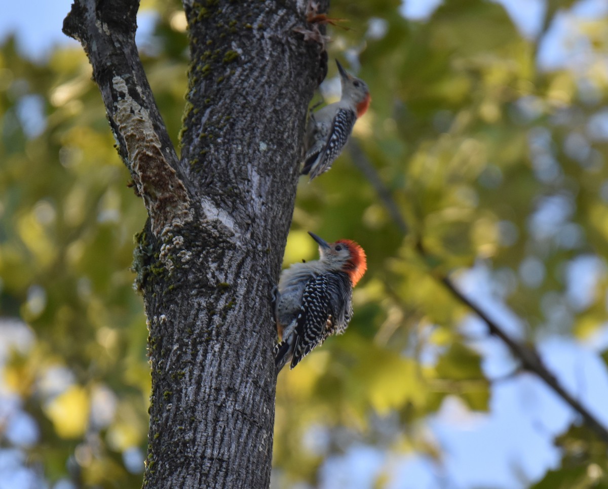 Red-bellied Woodpecker - ML608434746
