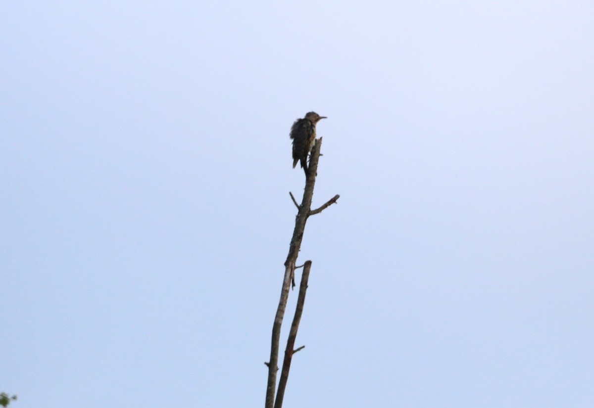 Northern Flicker - ML608434757