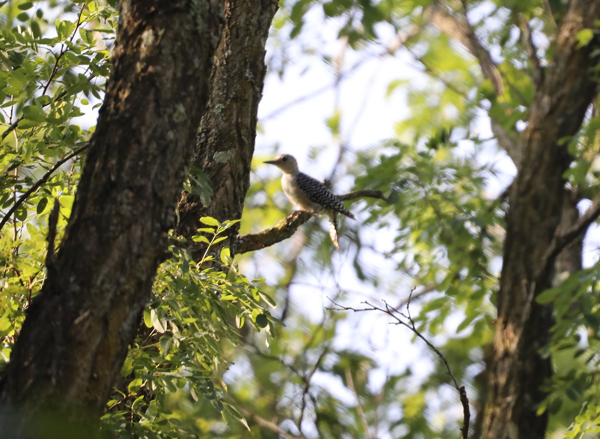 Red-bellied Woodpecker - ML608435073