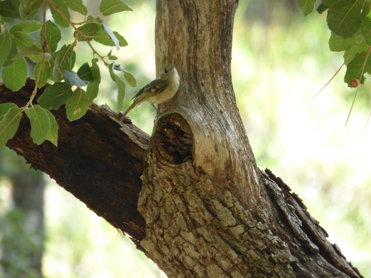 Vireo de Hutton - ML608435124