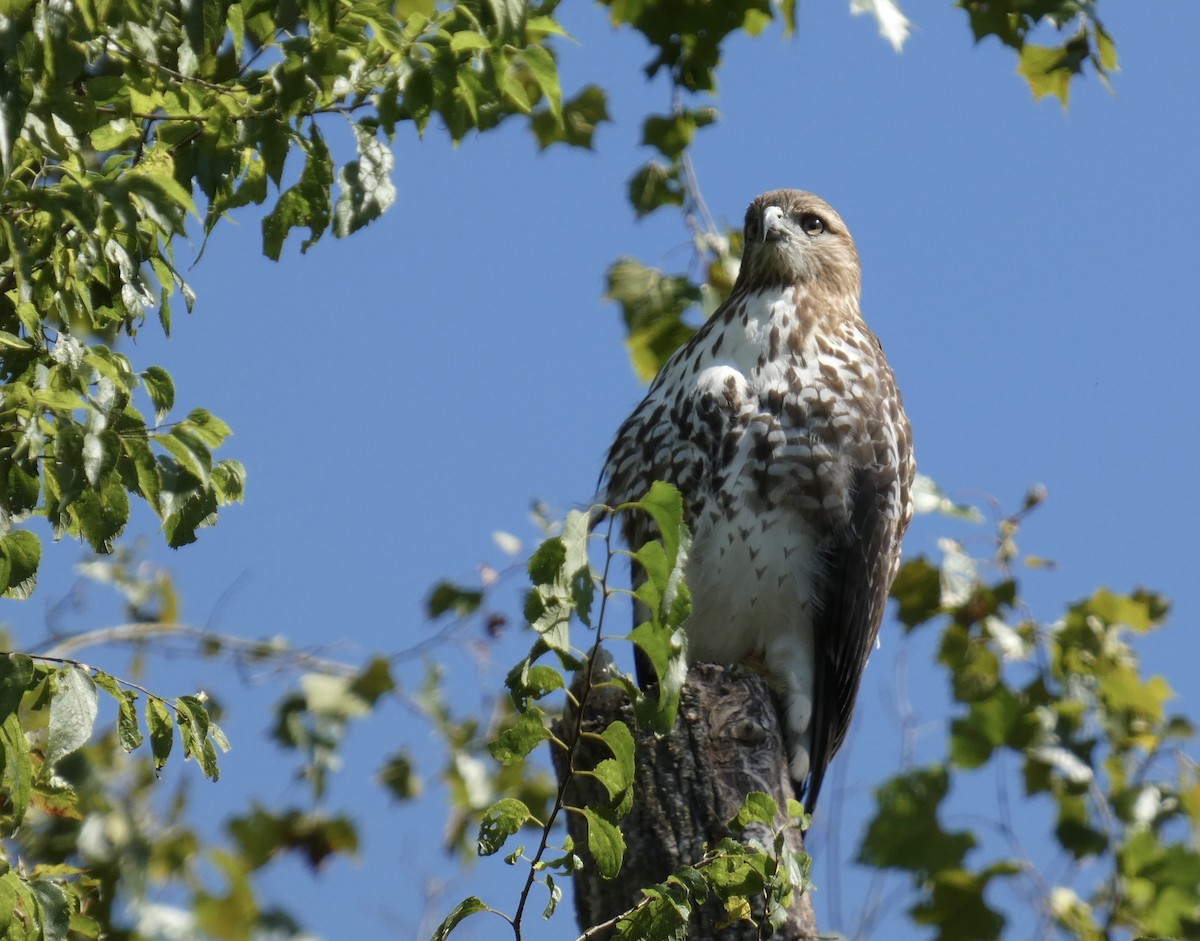 Red-tailed Hawk - ML608435170