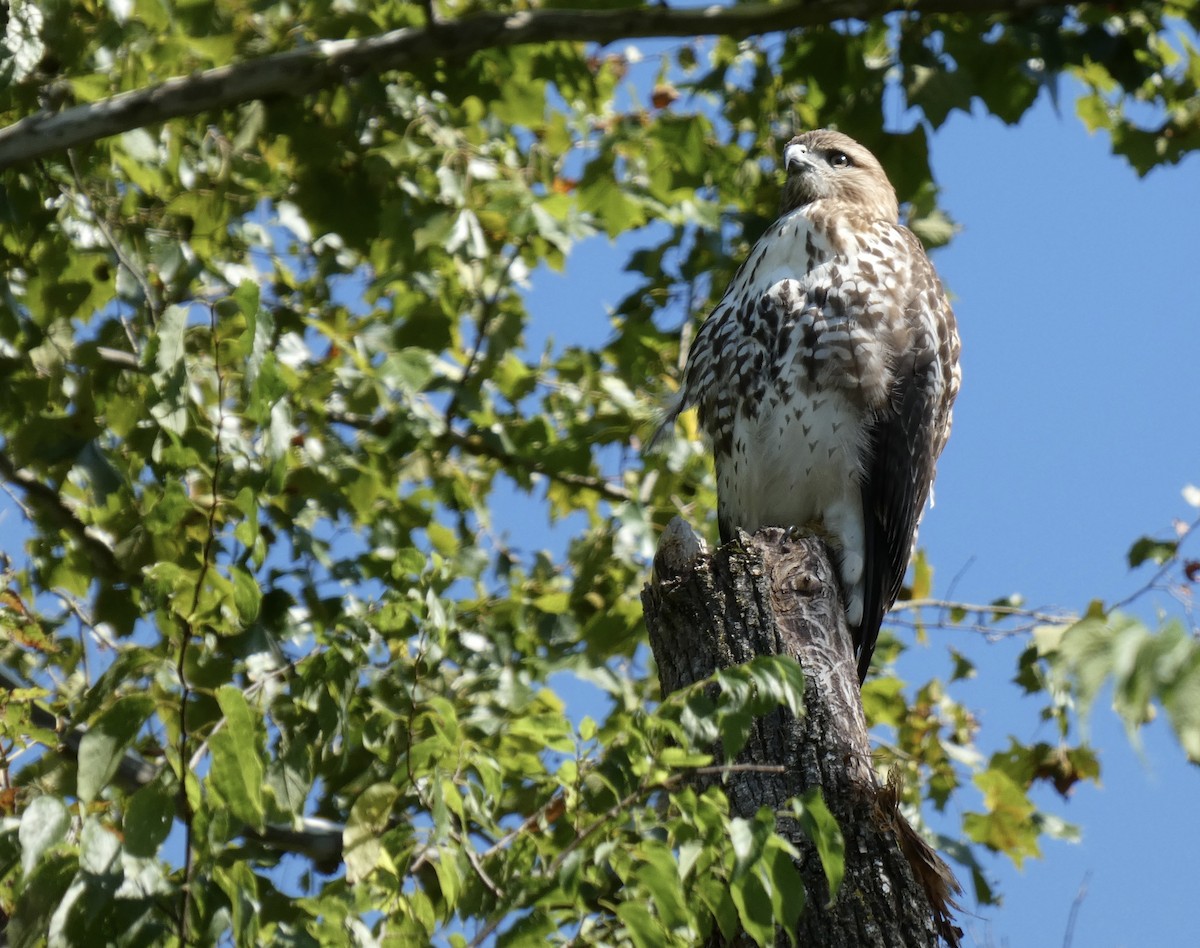 Red-tailed Hawk - ML608435172
