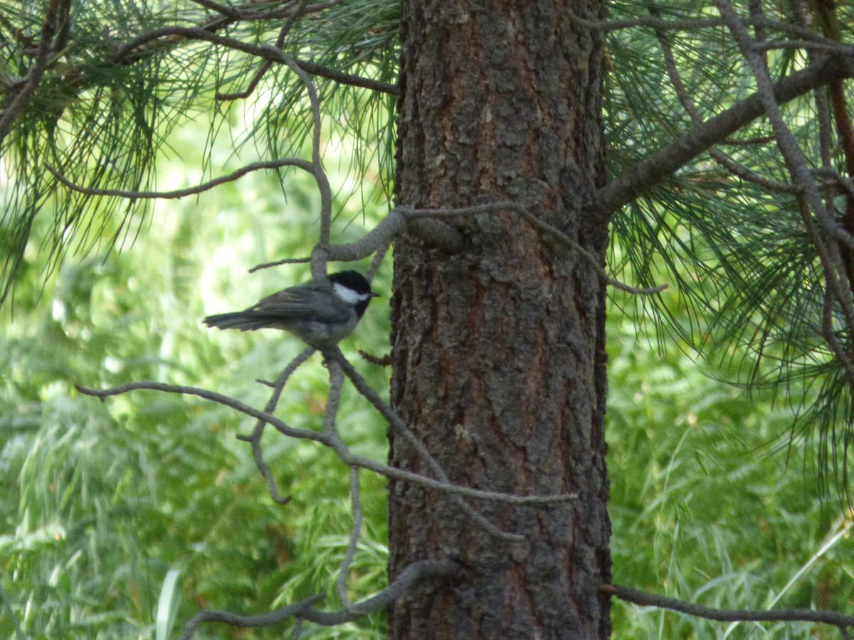 Mexican Chickadee - ML608435182