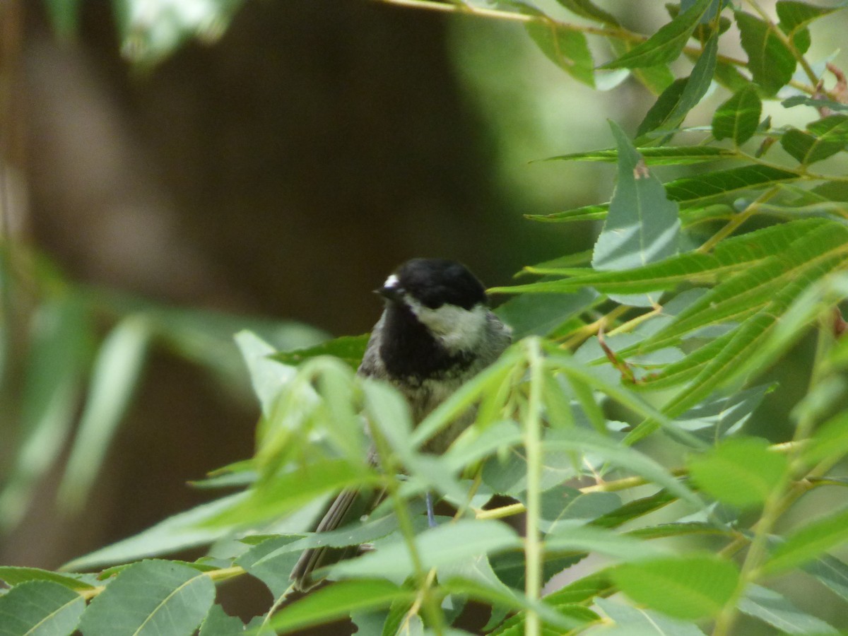 Mexican Chickadee - ML608435183