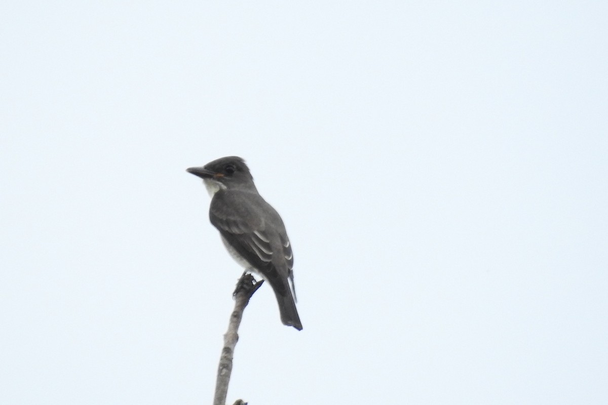 Olive-sided Flycatcher - Dan Belter