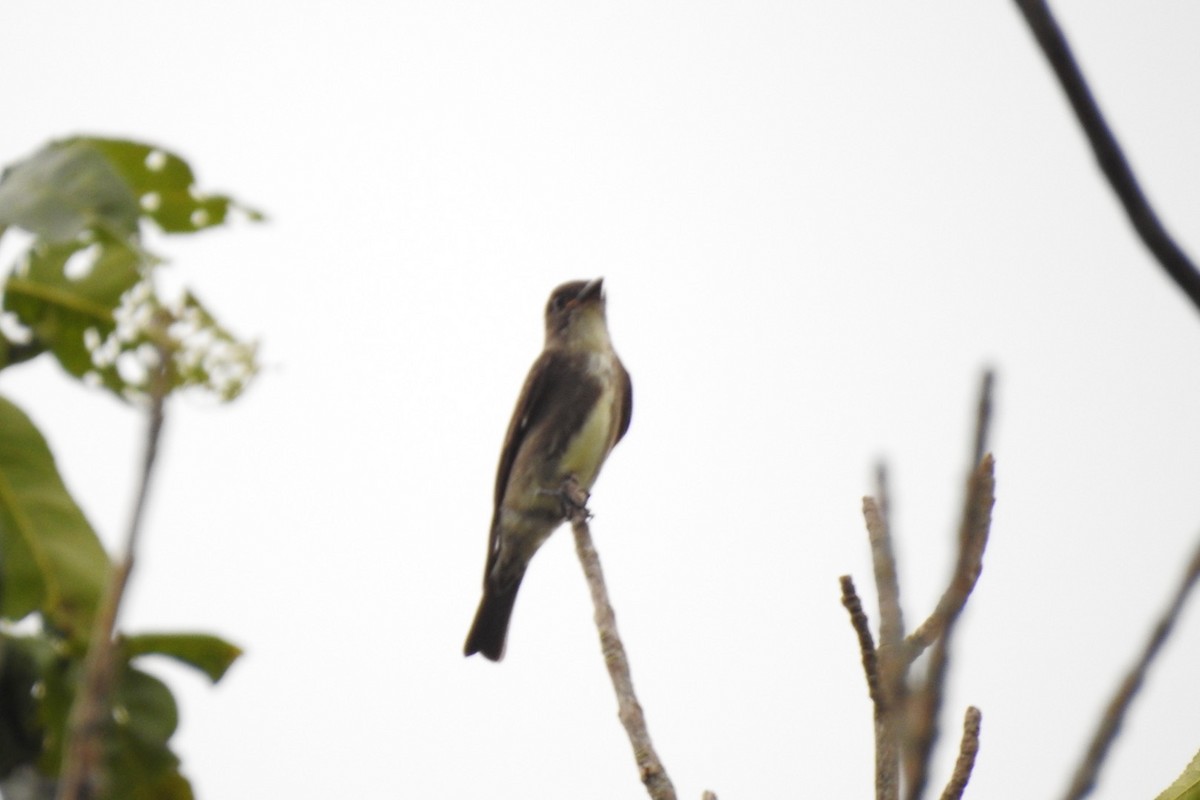 Olive-sided Flycatcher - ML608435260