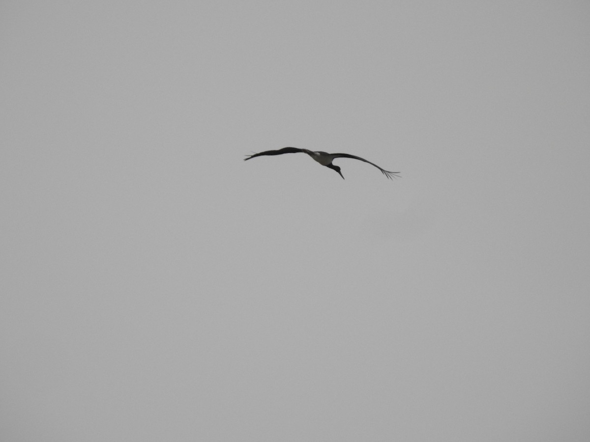 Black Stork - ML608435289