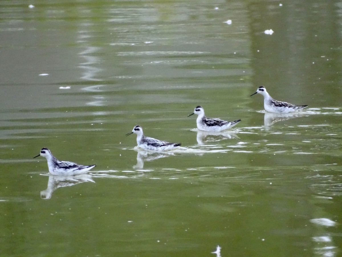 Red-necked Phalarope - ML608435400