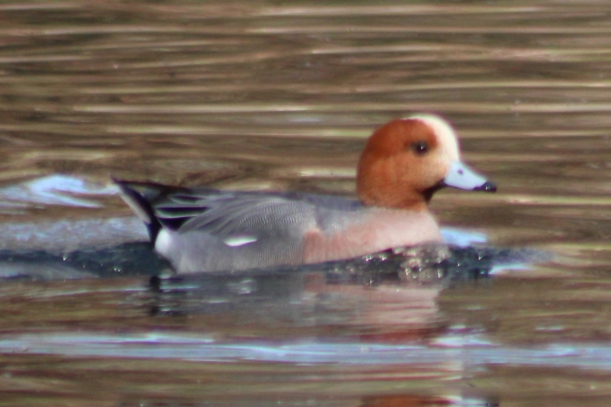 Eurasian Wigeon - ML608435413