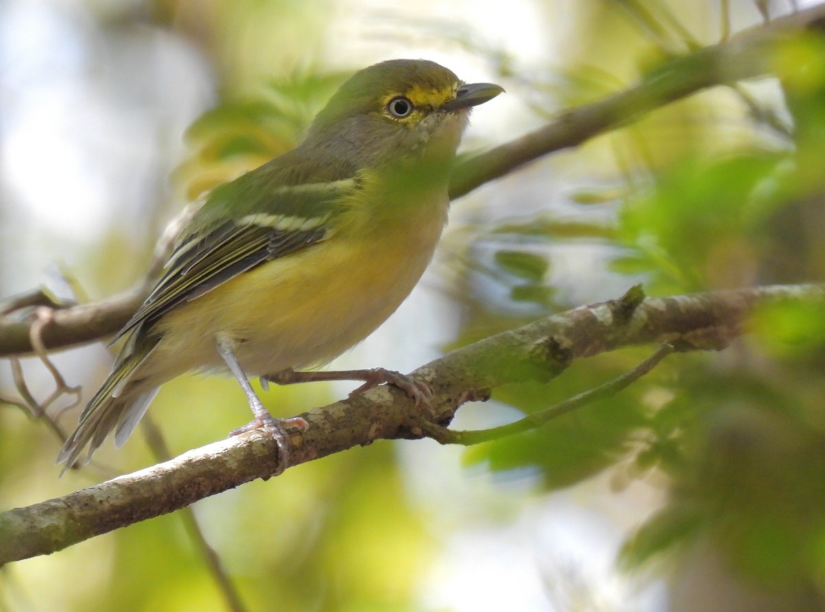 Ak Gözlü Vireo - ML608435425