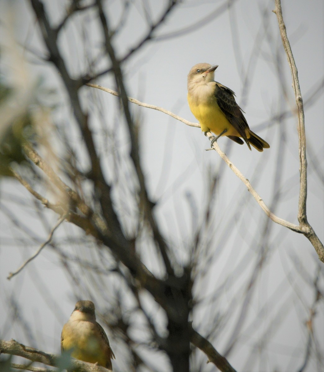 Western Kingbird - mark perry