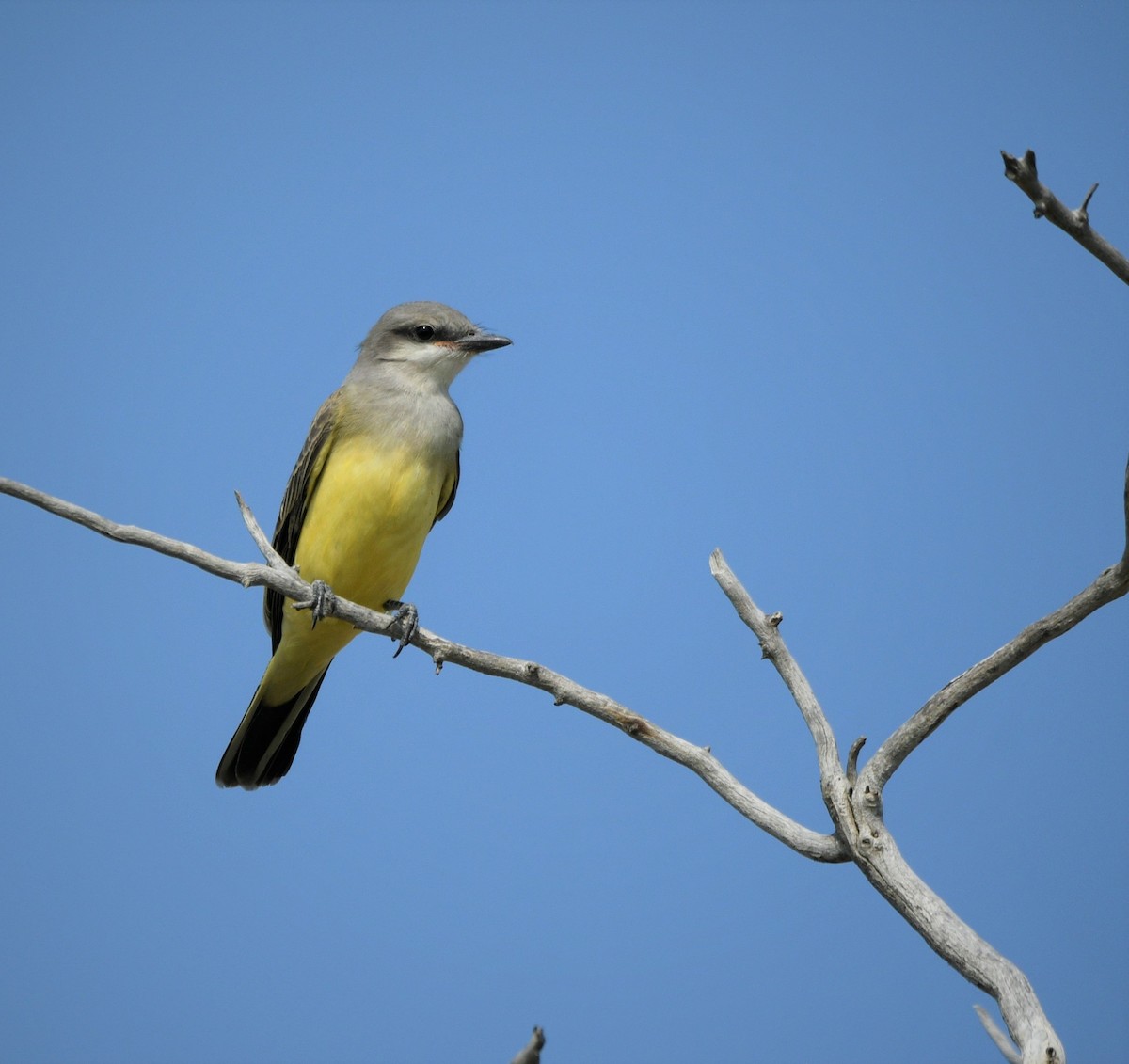 Western Kingbird - ML608435428