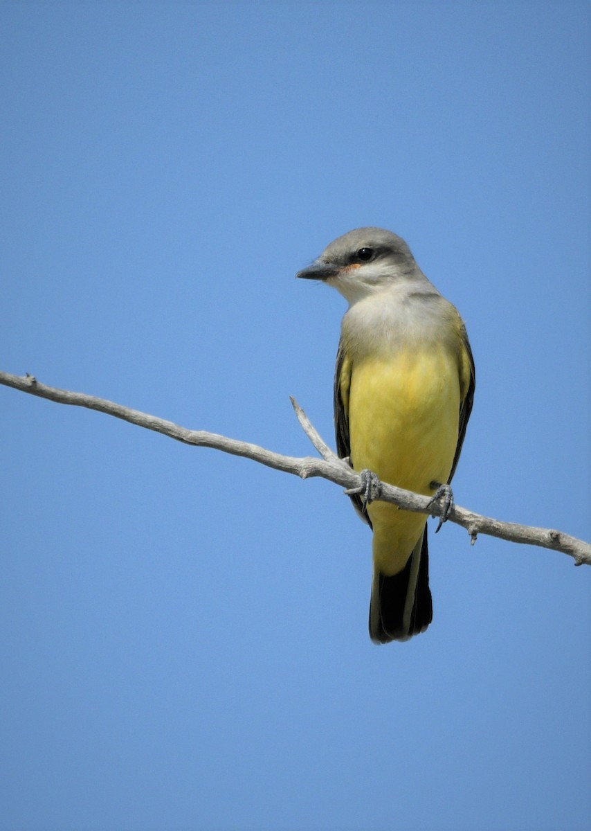 Western Kingbird - ML608435430