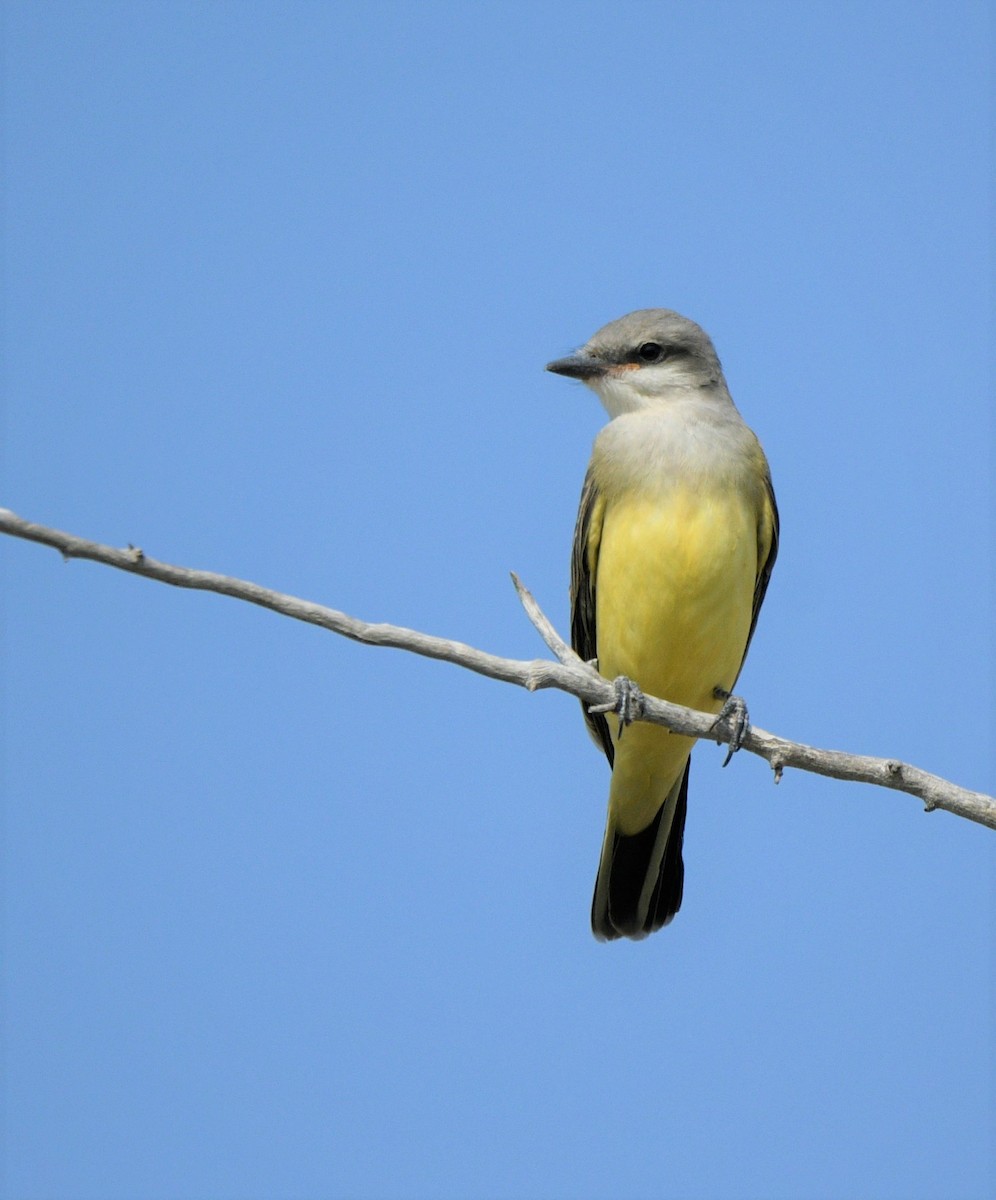 Western Kingbird - ML608435431