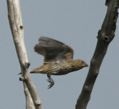 Brown-headed Cowbird - ML608435448