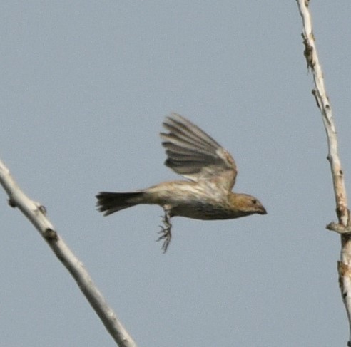 Brown-headed Cowbird - ML608435449