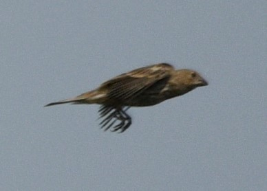 Brown-headed Cowbird - ML608435450