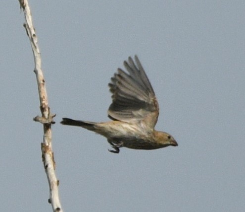 Brown-headed Cowbird - ML608435451