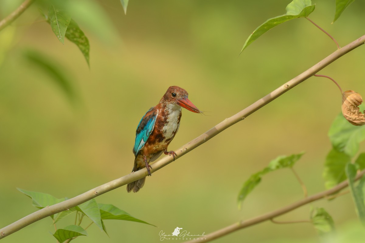 White-throated Kingfisher - ML608435459