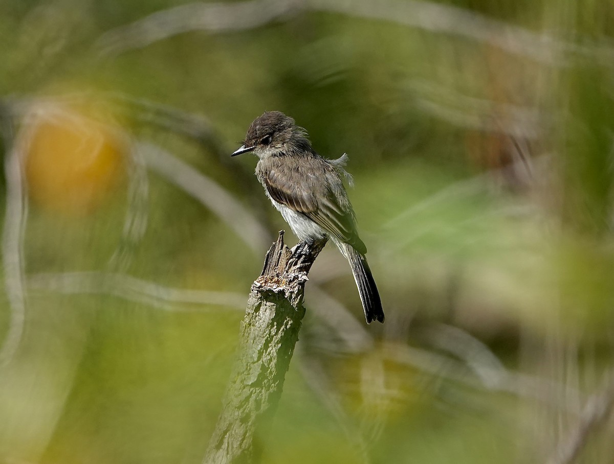 Eastern Wood-Pewee - ML608435477