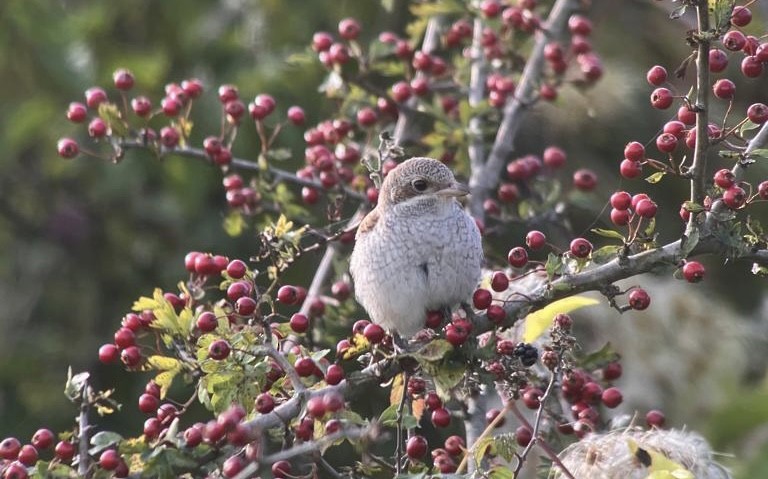 Red-backed Shrike - Gareth James