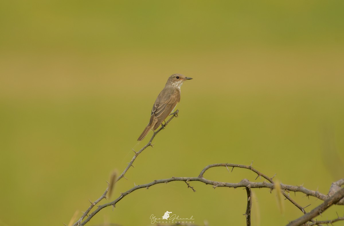 Spotted Flycatcher - ML608435538