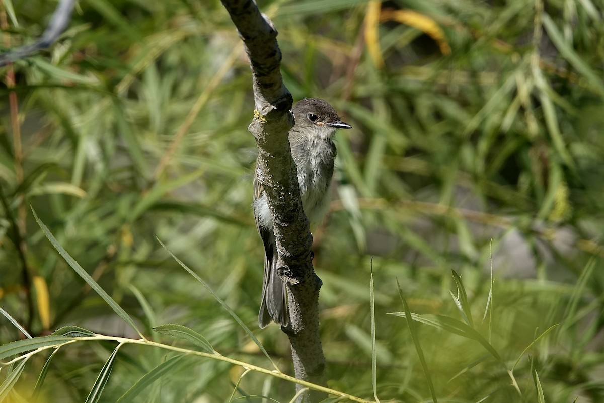 Eastern Wood-Pewee - ML608435630