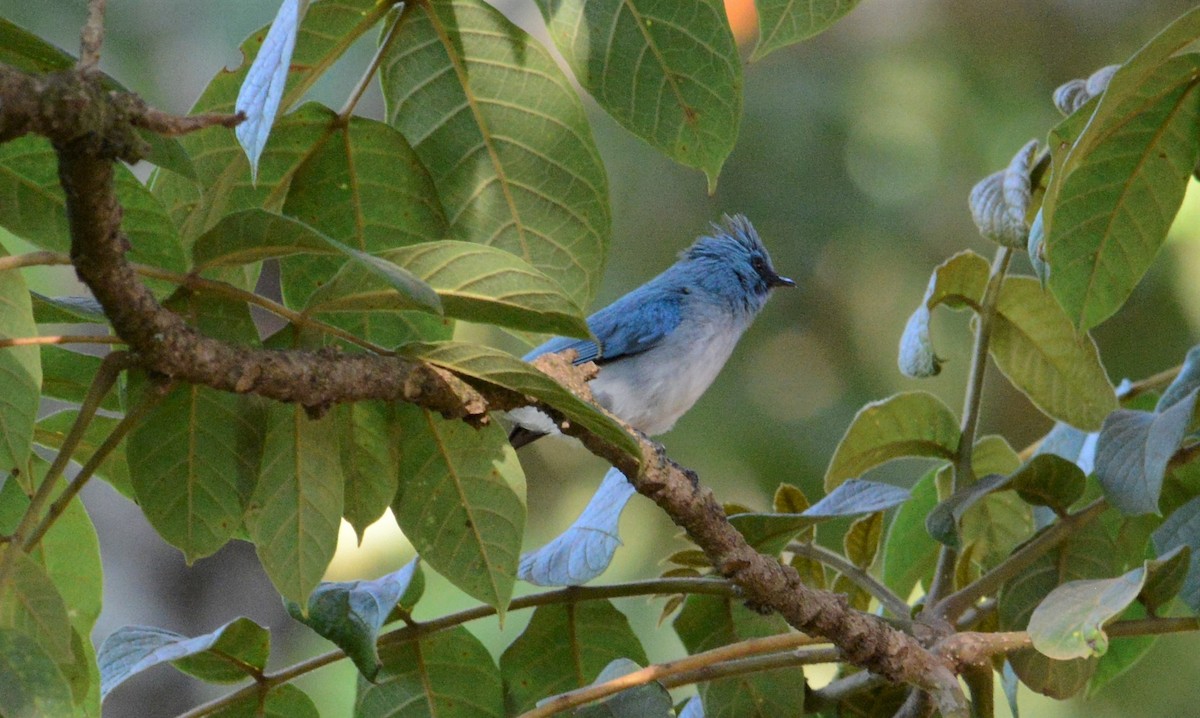 African Blue Flycatcher - ML608435831