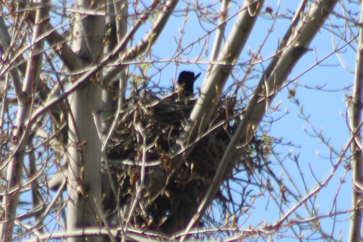 American Crow - ML608435864