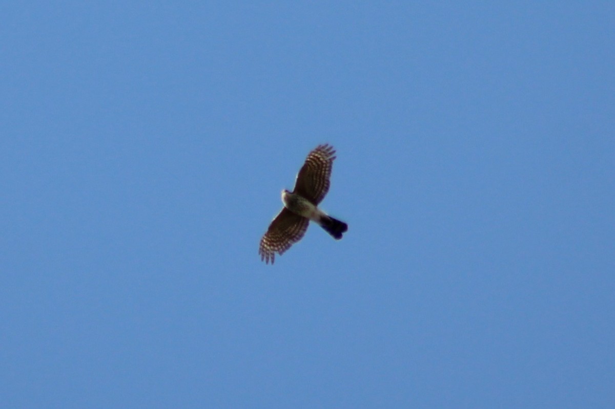 Sharp-shinned Hawk (Northern) - ML608435872