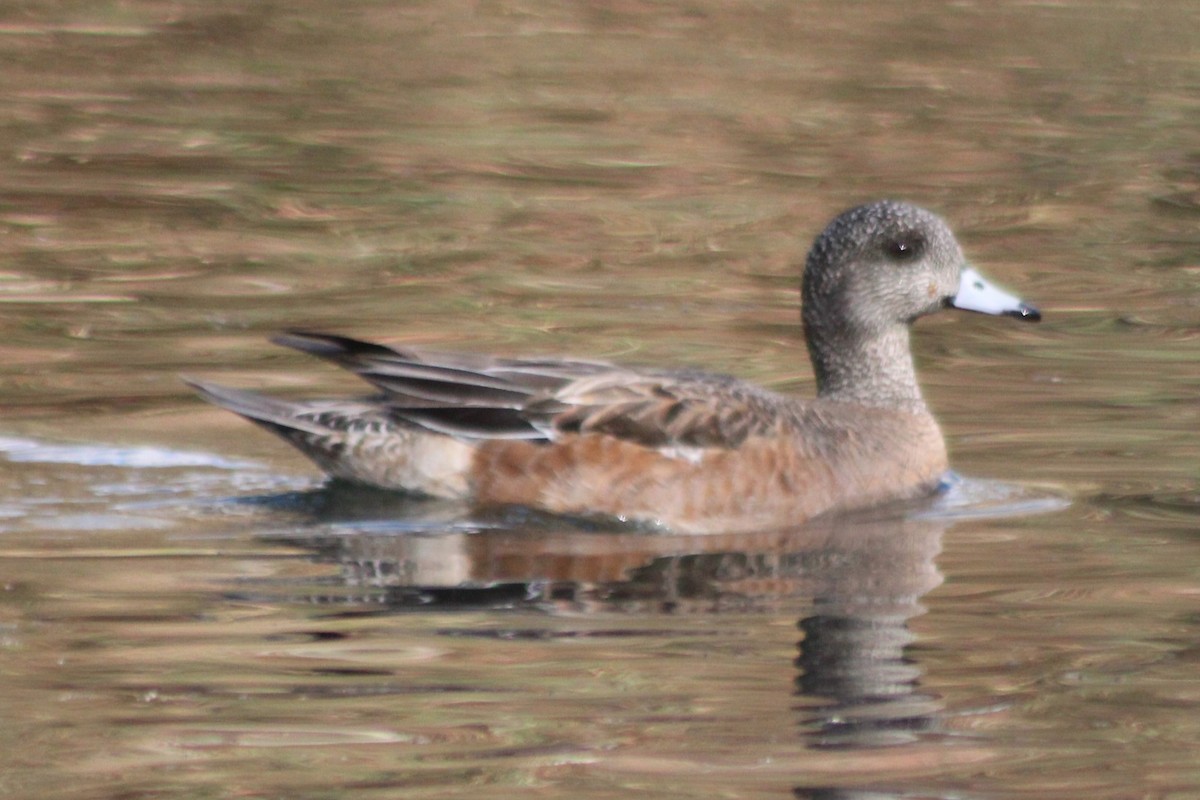 Canard d'Amérique - ML608435914