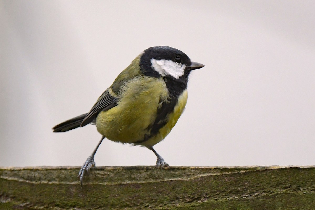 Great Tit - ML608435956