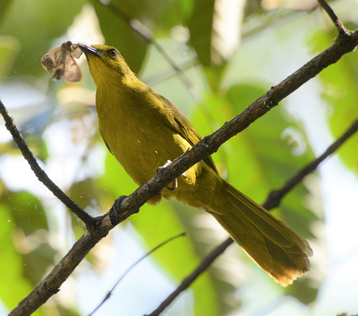 Joyful Greenbul - ML608436040