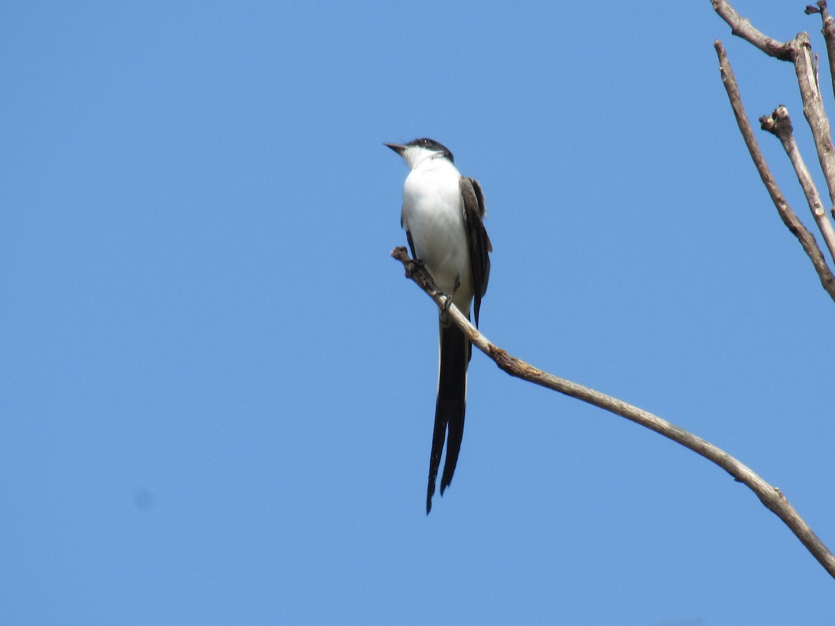 Fork-tailed Flycatcher - ML608436060