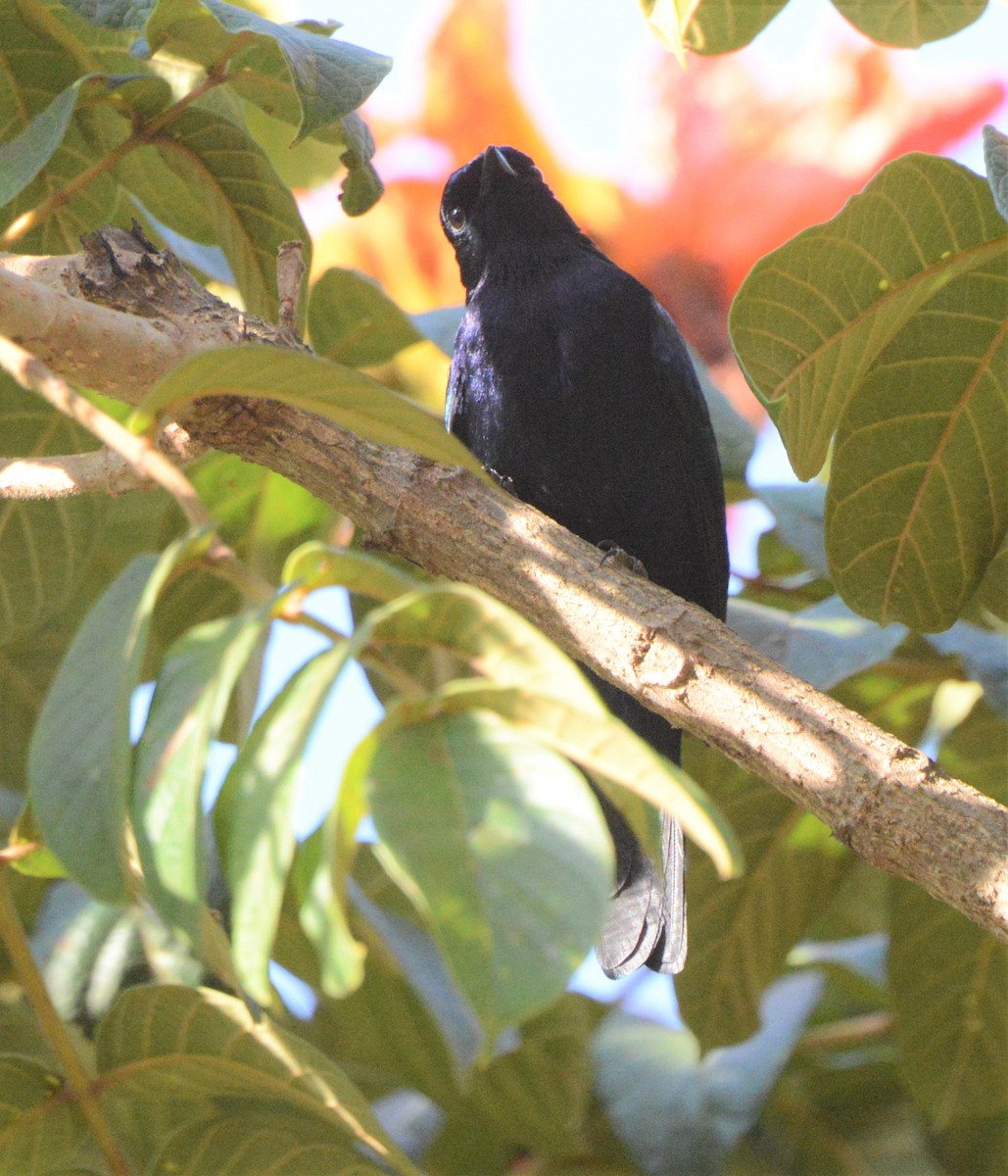 Purple-throated Cuckooshrike - ML608436071