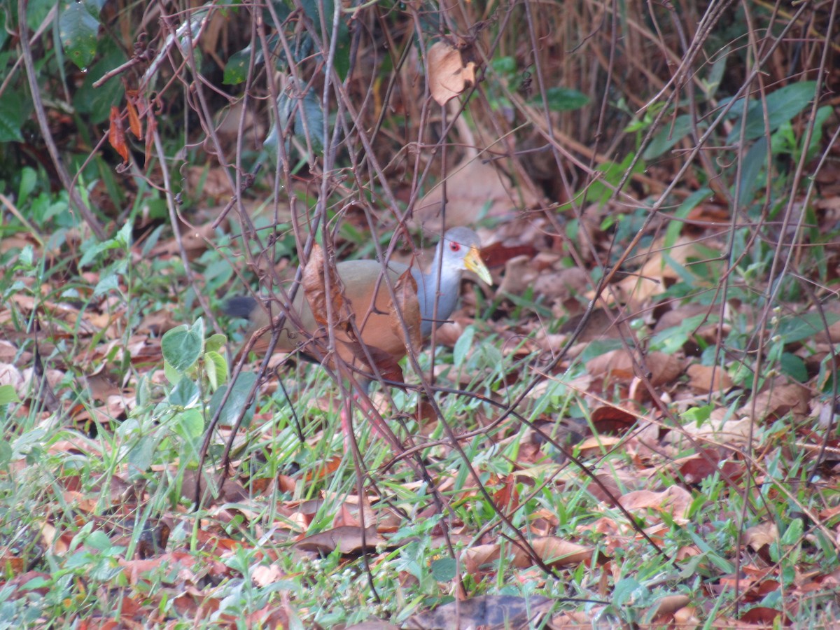 Gray-cowled Wood-Rail - ML608436073