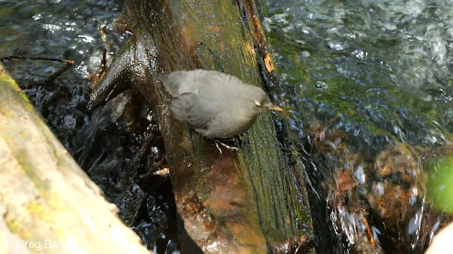 American Dipper - ML608436087